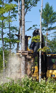 Forestry